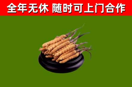 景德镇回收冬虫夏草